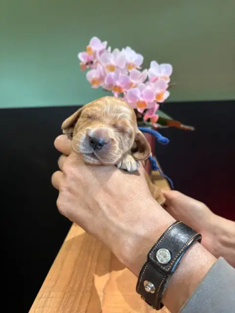 Cocker Spaniel Anglais  Collier Bleu Foncé De La Cons 1583d