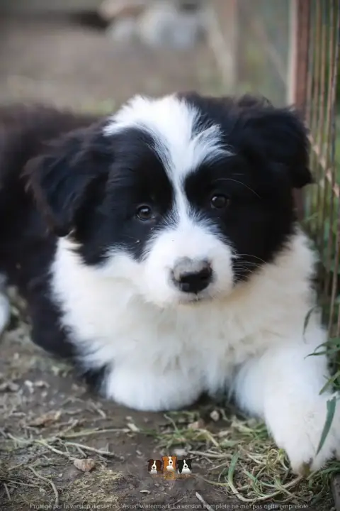 Border Collie  Bibou Slice Of Heaven