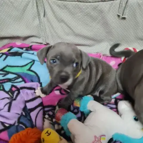 Chiot