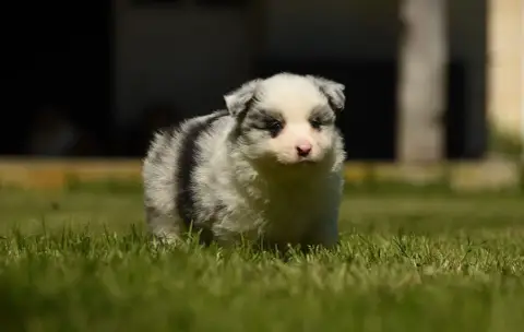 Border Collie  Chiot N°2 Des Collines De Sagne photo 3