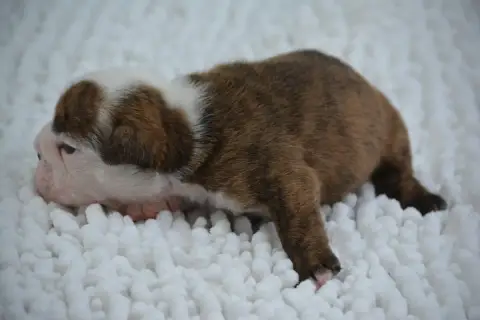 Bulldog Anglais photo 3