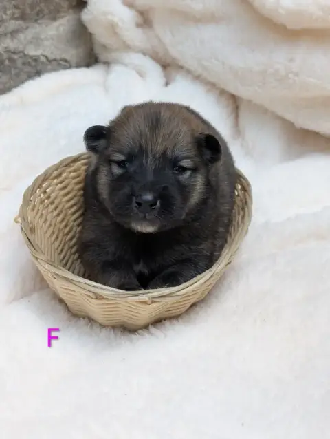 Eurasier  Bahia Rose Idylles De La Déesse Neith