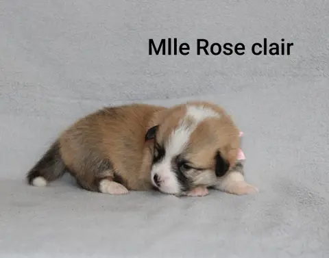 Adopter Welsh Corgi Pembroke 
                        Mlle Ro 35b04