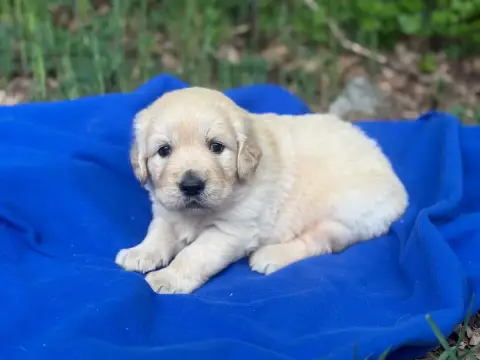 Golden Retriever  Chiot N°1 Du Château De L'Amour photo 3