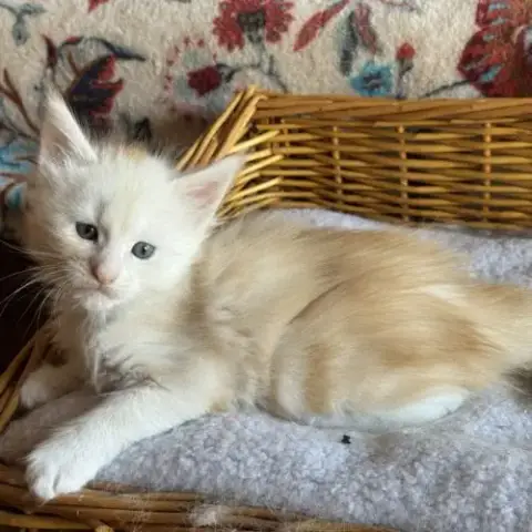 Magnifique Baby Maine Coon