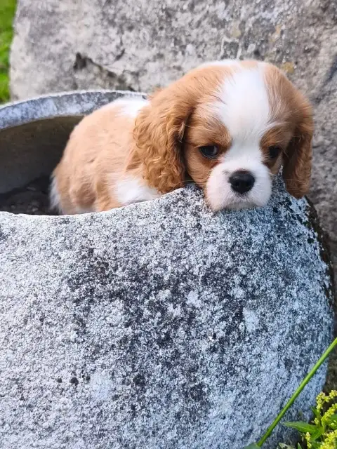 Cavalier King Charles Spaniel  Chiot N°1 Des Princes  c9052 photo 3