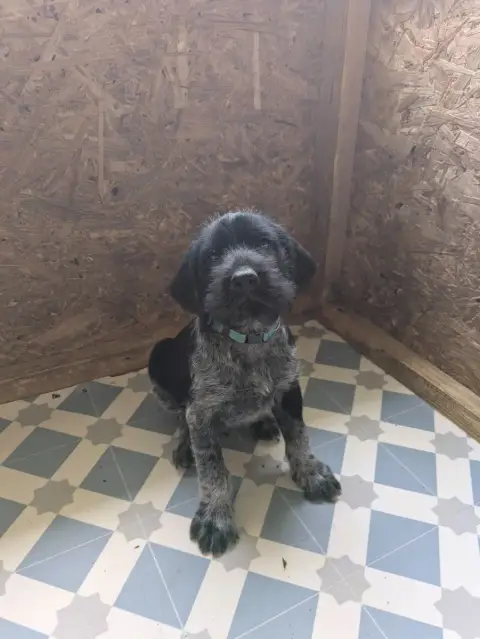 Chien D'Arrêt Allemand À Poil Dur  Chiot N°1 De La Gr f274f