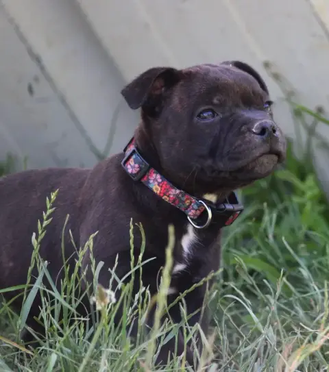 Staffordshire Bull Terrier  Bradley Du Domaine Des Au a311b photo 3