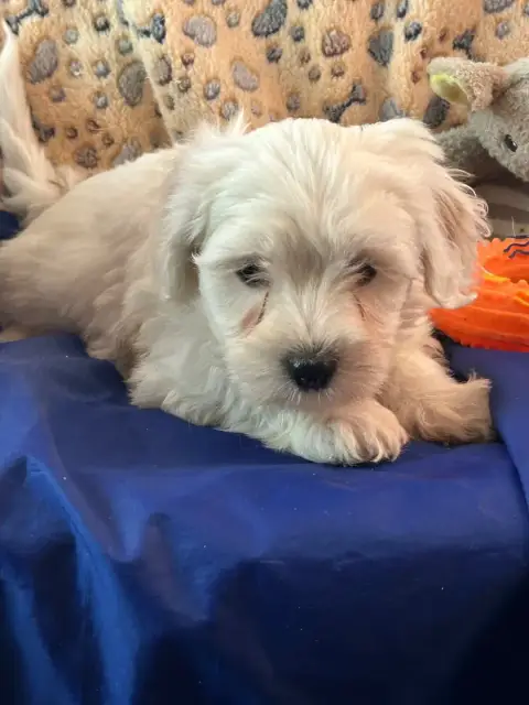 Coton De Tulear  Artus Du Hameau De Roxane