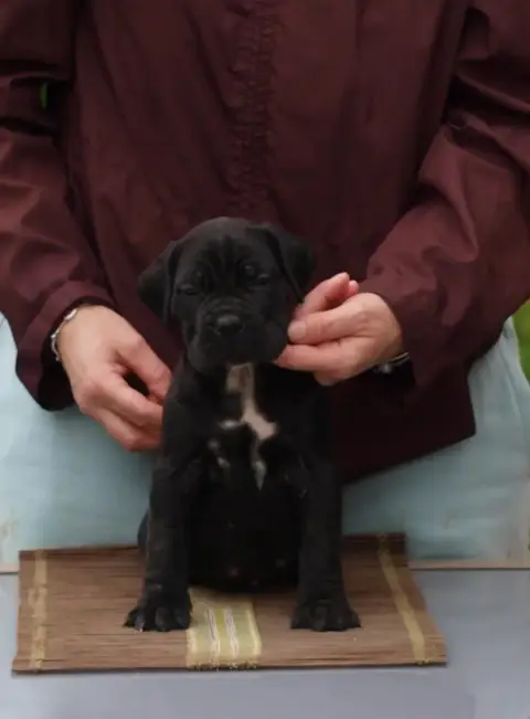 Cane Corso  Chiot N°3 From Russians Traditions photo 2