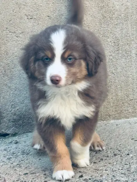 Berger Américain Miniature  Chiot N°1
