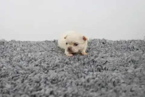 Chihuahua  Poil Long Blanche De La Grande Equinoxe