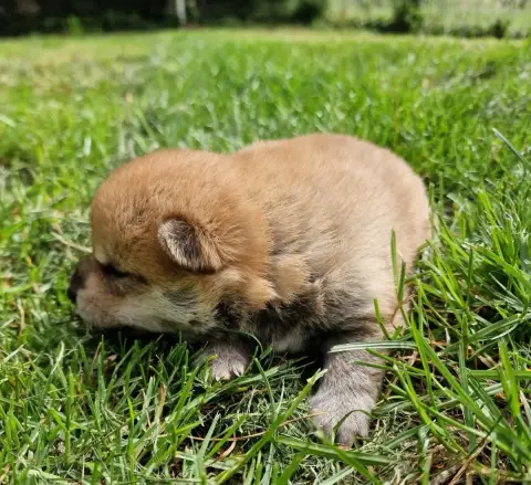Shiba photo 3
