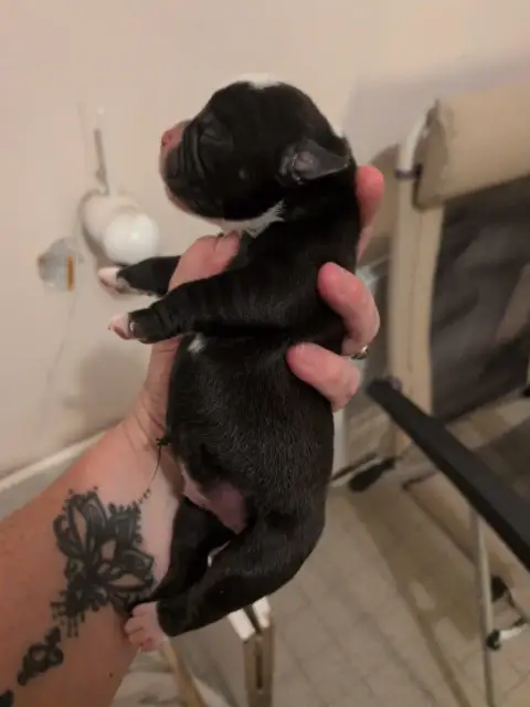 Bulldog Continental  Chiot 6 Du Paradis D'Eska photo 2