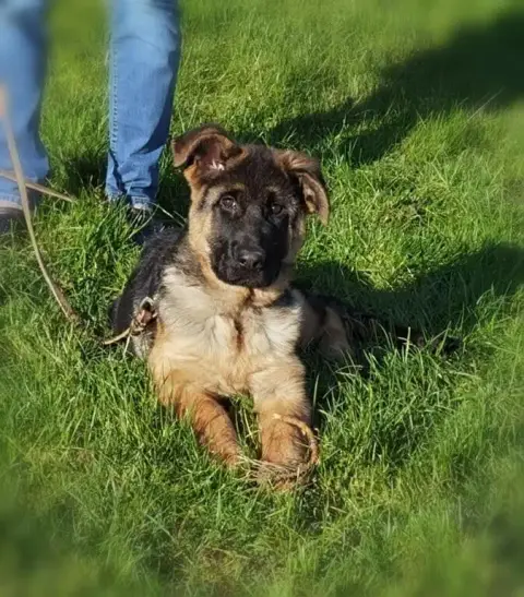 Berger Allemand  Aida Du Val De La Houée photo 2