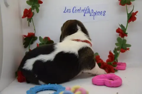 Basset Hound  Bonnie Des Contrées Alpines photo 3