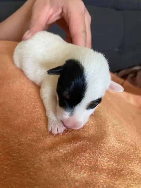 Fox Terrier Poil Lisse  Chiot 1 De La Metevinière