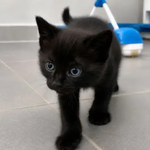 Chaton Berry