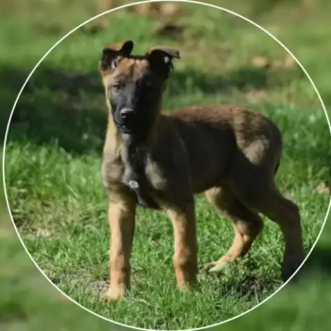 Chiot