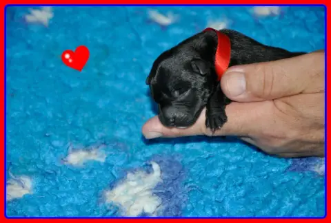 Staffordshire Bull Terrier  B............... Solfarin 376de photo 2