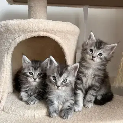Magnifique Mâles Maine Coon