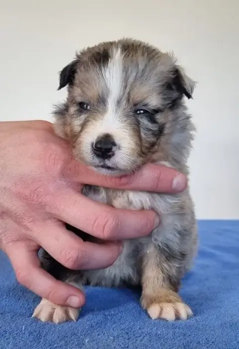Berger Américain Miniature  Chiot N°1 Des Hirondelles 9dc3a photo 3