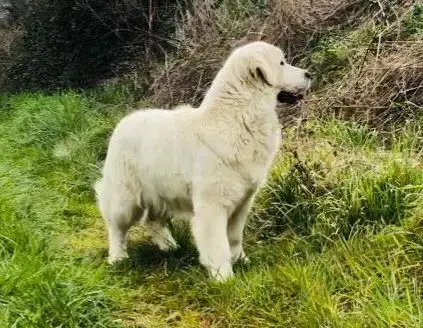 Golden Retriever photo 3