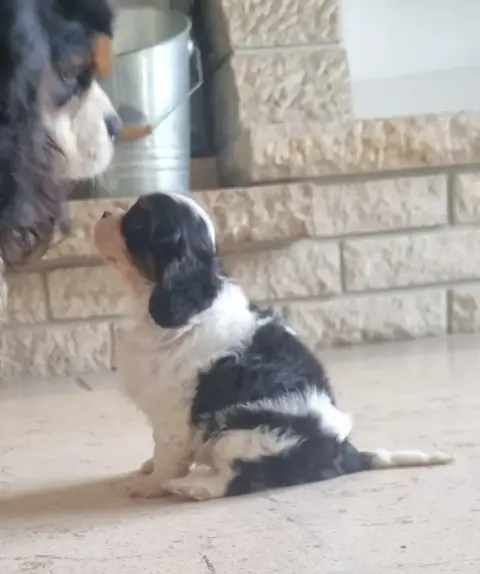 Cavalier King Charles Spaniel photo 2