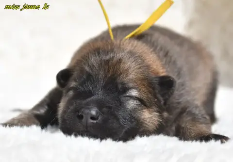 Eurasier  Chiot 1 Des Legendes De Retz photo 3