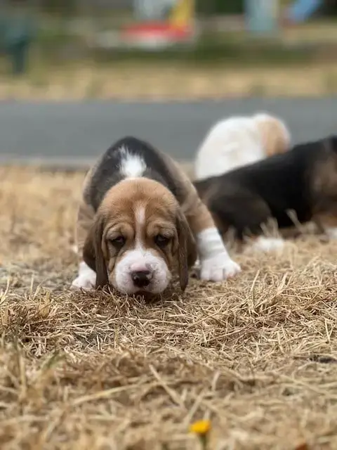 Beagle 
                        Tricolore Du Domaine  57b21