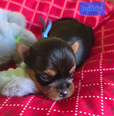 Yorkshire Terrier  Buddy Du Paradis De L'Isle