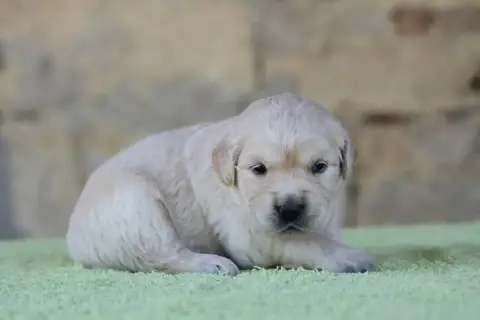 Golden Retriever photo 3