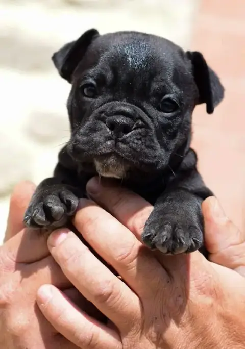 Bulldog Continental  Chiot N°4 Killy'Rena