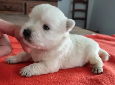 Adopter West Highland White Terrier  Chiot N°4 Des Hirondelle e908d