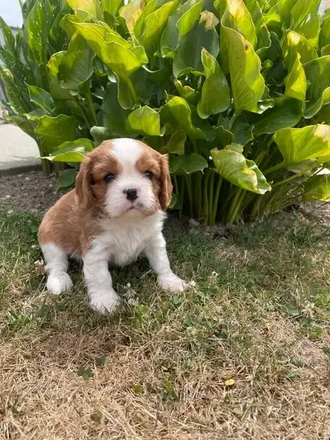 Cavalier King Charles Spaniel  Barnet Des Lutins Mali 859ae