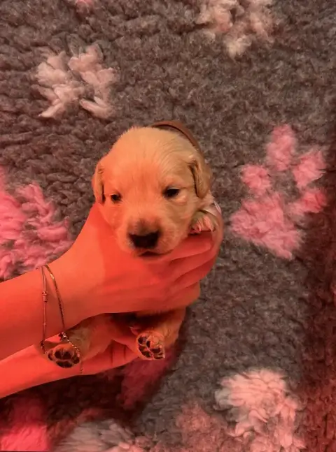 Golden Retriever  Collier Marron Foncé D’Un Rêve À Qu 39685