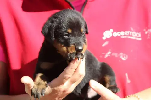 Berger De Beauce  Chiot 1 De Genevayse photo 3