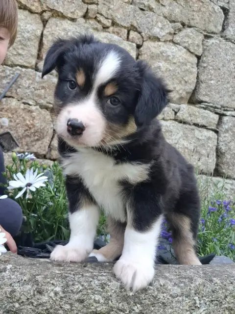 Berger Américain Miniature  Chiot N°1