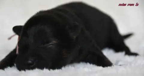 Eurasier  Chiot 2 Des Legendes De Retz photo 2