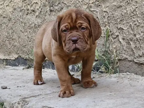 Dogue De Bordeaux  Betty Boop Des Gargans D'Or