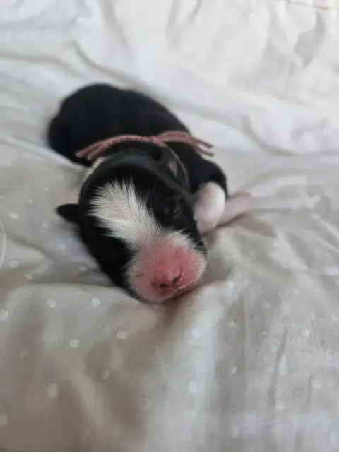 Berger Australien  Chiot N°1 Des Amours De Claya