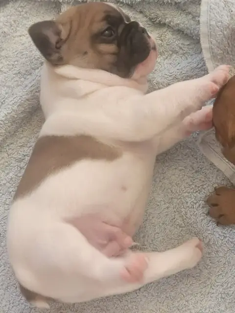 Bouledogue Français  Bradley Des Fontaines Du Bérange f71fb