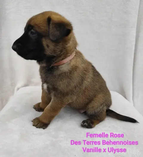 Berger Belge  Rose Des Terres Behennoises photo 2