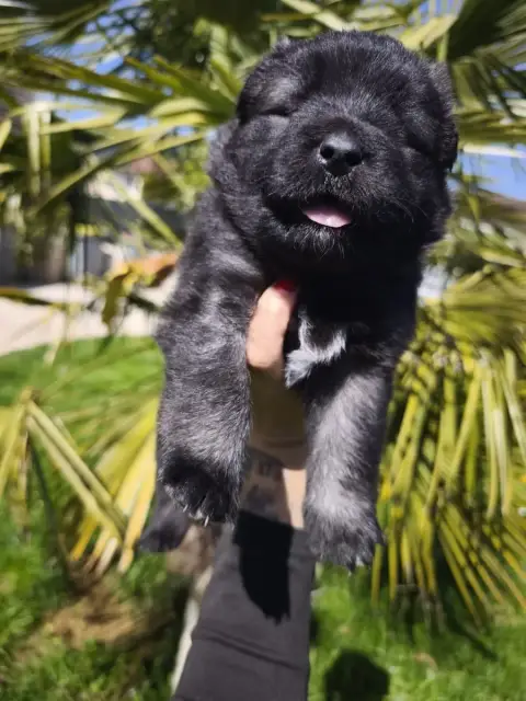 Eurasier  Vert Des Cerberes De Gaïa