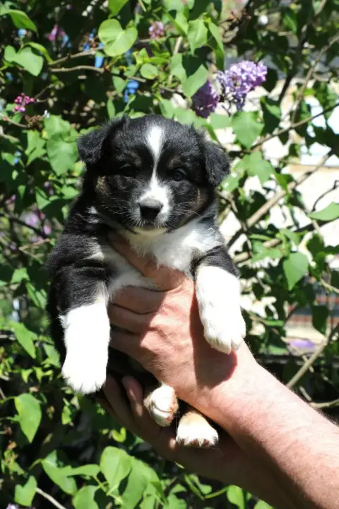 Berger Australien  Chiot N°6 De Windy'Stia