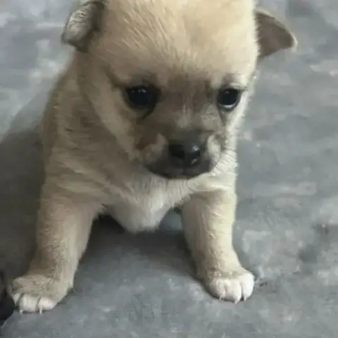 Chiots Chihuahua Femelles