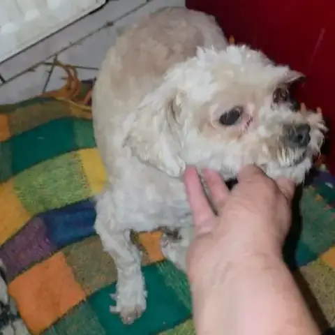 Maxelio, Croisé Bichon, À L'Adoption