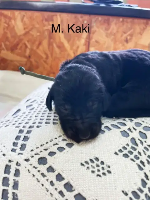 Hovawart  Monsieur Kaki Du Chant Du Jardin