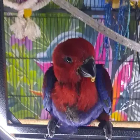 Jeune Femelle Eclectus Pour Eam Très Douce