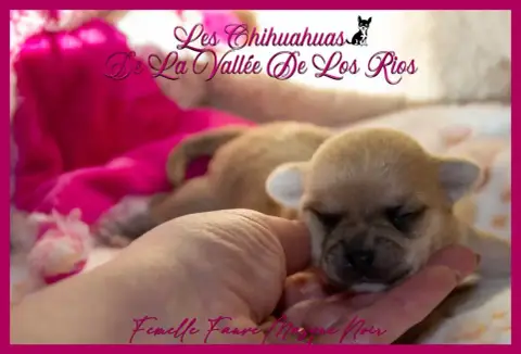 Chihuahua photo 2